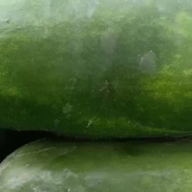 黑皮冬瓜大量共应需要连系