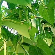 扁豆大量上市