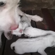 小山师傅狗后代，支持预定！