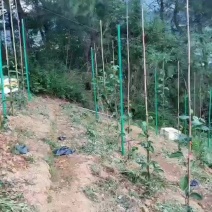 玻璃纤维管百香果八月瓜爪萎猕猴桃立柱豆角黄瓜架子支撑爬杆