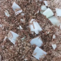 黄粉虫苗