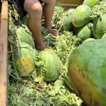 龙卷风西瓜