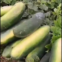 黑皮冬瓜