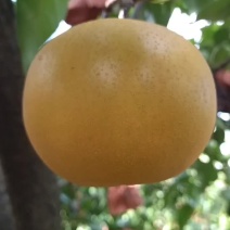 圆黄梨