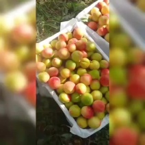 金帅串红大红包等等，欢迎老板来采购