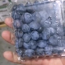 特价蓝莓