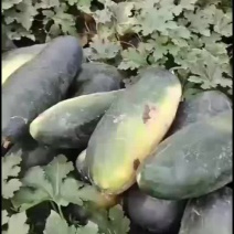 黑皮冬瓜