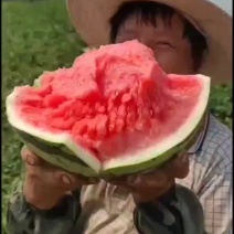 北京麒麟美都头茬瓜地直销，天津武清无籽头茬欢迎大家选购。