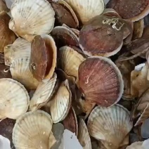 黄海夏怡贝