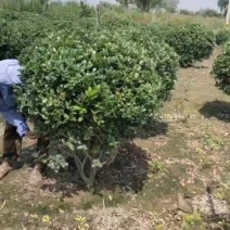 苗圃现货供应枸骨球，无刺枸骨球80-1.5米冠幅