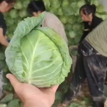 山西甘蓝圆包菜新货上市可(散装袋装)精品质量