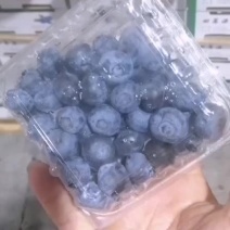 特价蓝莓