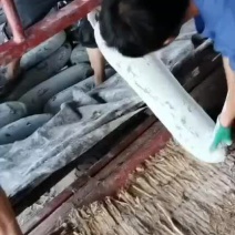 白皮吊冬瓜