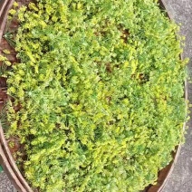 葵花茶