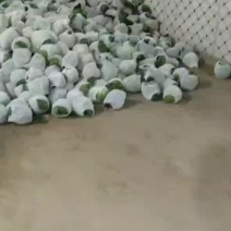 甘肃甘兰大量上市，对接全国采购商，欢迎各位老板致电。