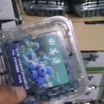 特价蓝莓