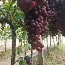 红提葡萄