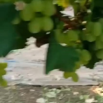 陕西万亩精品青提，，颗粒大，糖度高，超市批发商场，