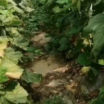 白皮吊冬瓜