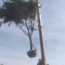 柿子树