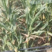 全朱玉米，青储饲料，