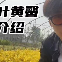 金叶黄馨