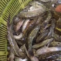 狗母鱼肉鱼