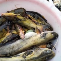 鲶鱼鲫鱼鲤鱼草鱼桃花鱼白鱼马口鱼大嘴马口最好吃冷水鱼香啊