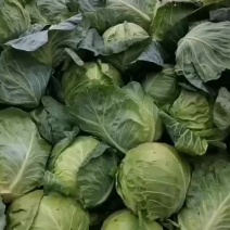 内蒙古包头绿甘蓝