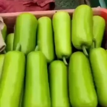 河北邯郸本地瓠瓜大量现货可视频在线观看量大从优