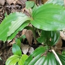 大深山中药材，见血青现挖现卖