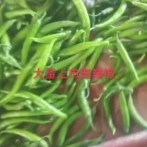 青辣椒