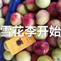 雪花李玫瑰李子口感好吃了，颜色漂亮了，适合每一位大小客