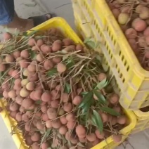 广西桂平市麻垌禾荔已经大量上市，货源充足欢迎咨询