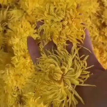 金丝皇菊花茶一朵一杯特级大朵泡开10厘米以上支持线上交易