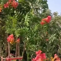 耐寒凌霄花苗爬藤植物四季开花好养绿植盆盆栽庭院绿植