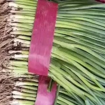 精品小葱大量上市