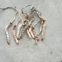 虫草