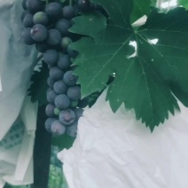 南太湖特早葡萄