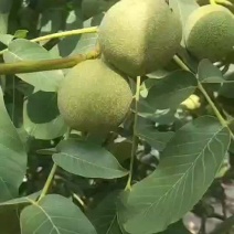 核桃大量上市