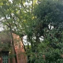 广西桂林全州县大量槐米