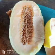 哈密瓜网纹一手货源优质产品产地资源优