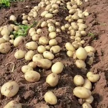 辽宁绥中砂土地黄阳土豆大量上市