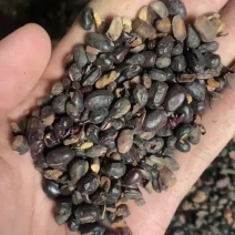 蒸熟杂豆发酵肥料生物肥料大豆肥料降低