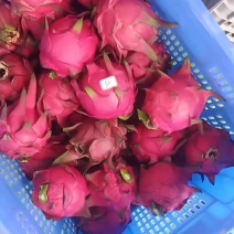 红心火龙果