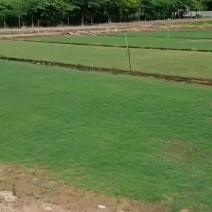 马尼拉草坪