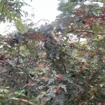 甘肃天水大红袍花椒，味道浓，颜色好，颗粒饱满，发财致电
