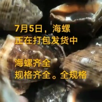 海螺