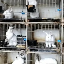 肉兔种兔