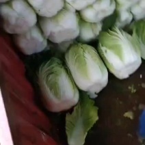 青杂三号白菜大白菜4~6斤净菜产地直销